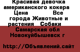 Красивая девочка американского кокера › Цена ­ 35 000 - Все города Животные и растения » Собаки   . Самарская обл.,Новокуйбышевск г.